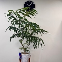 観葉植物　ポリシャス造形バージョン　陶器バ鉢付きの画像