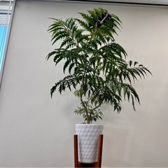 観葉植物　ポリシャス造形バージョン　陶器バ鉢付きの画像