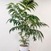 ランキングキーワードに紐づく投稿画像-観葉植物