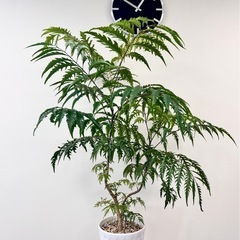 観葉植物　ポリシャス造形バージョン　陶器バ鉢付きの画像
