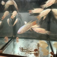 闘魚プラチナ血統ペアの画像