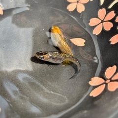 新系統三色ラメペア(産卵中！早い者勝ち!)の画像