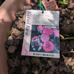 バラ　地植えを鉢上げしたものの画像