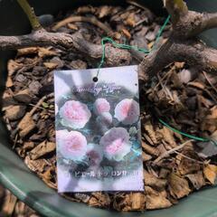バラ　地植えを鉢上げしたものの画像