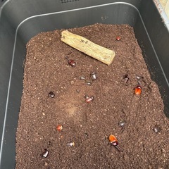 カブトムシあげますの画像
