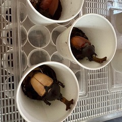 カブトムシあげますの画像