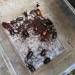 カブトムシあげますの画像