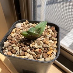 アガベ　チタノタ　清櫻　高級株　観葉植物　多肉植物