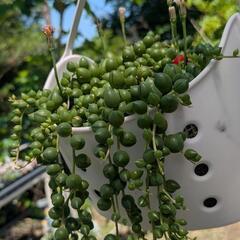 多肉植物の画像