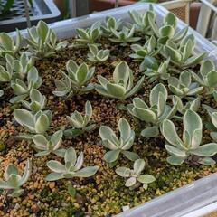 多肉植物の画像