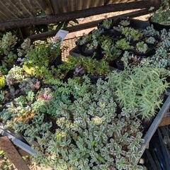 多肉植物の画像
