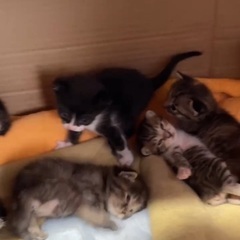 飼ってください