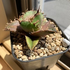 アガベ　チタノタ　スーパーシーザー　凱撒　多肉植物　観葉植物