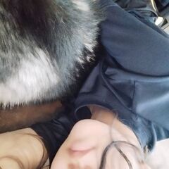 ハスキー、大型犬友達募集中！！ドッグランに行ける人