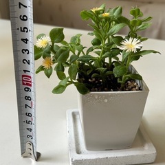 植物　ベビーサンローズの画像