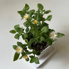 植物　ベビーサンローズの画像