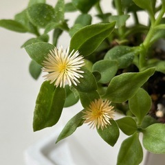 植物　ベビーサンローズの画像
