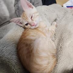 ４月２８日生まれブルーアイの子猫♂茶トラ