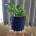ランキングキーワードに紐づく投稿画像-観葉植物
