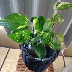 観葉植物…ポトスの水栽培と脚付き鉢カバーの画像
