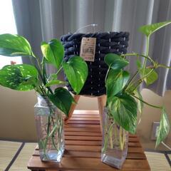 観葉植物…ポトスの水栽培と脚付き鉢カバーの画像