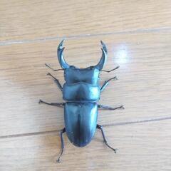 国産オオクワガタ能勢YG② ♂1匹♀2匹セットの画像