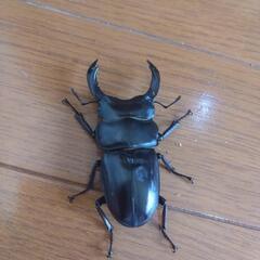 国産オオクワガタ能勢YG③ ♂1匹♀1匹ペアの画像