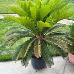 南天　植物の画像