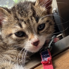 子猫の里親募集！