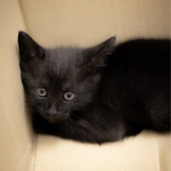 会社付近で黒猫の子猫を保護しました。