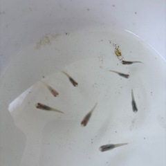 メダカ稚魚1cm以上　の画像