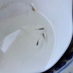 メダカ稚魚1cm以上　の画像