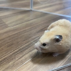 キンクマハムスター　オス　6ヶ月