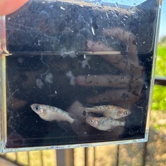 獅子流し 松影（３匹）の画像