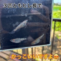 獅子流し 松影（３匹）の画像