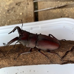 ノコギリクワガタ♂ 　自然採取　岡山産の画像