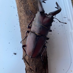ノコギリクワガタ♂ 　自然採取　岡山産の画像