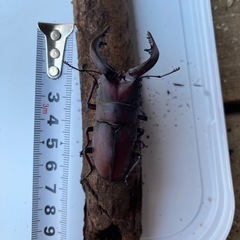 ノコギリクワガタ♂ 　自然採取　岡山産の画像