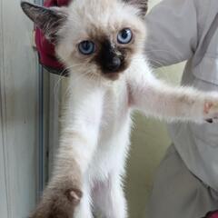 保護猫