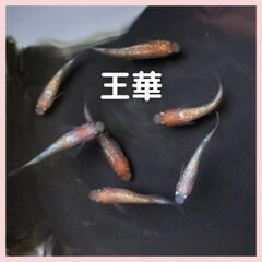 【メダカ】王華（10匹）”現物”