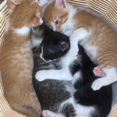 2ヶ月の子猫