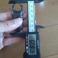 国産オオクワガタ能勢YG⑧ ♂3匹セットの画像
