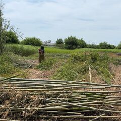 竹のシュレッダー作業