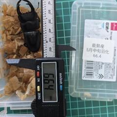 能勢産オオクワガタペアの画像