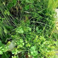 ビオトープ用水生植物の画像