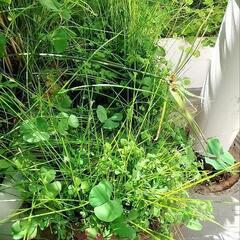 ビオトープ用水生植物の画像