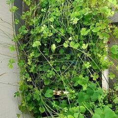 ビオトープ用水生植物の画像