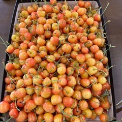 (商談中)今日限定さくらんぼ🍒紅秀峰