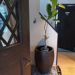 デカい！植木鉢最終値下げました！の画像