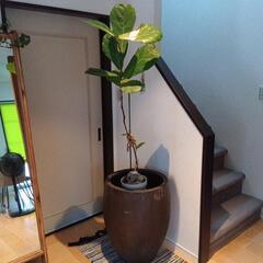 デカい！植木鉢最終値下げました！の画像